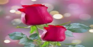 item-banner